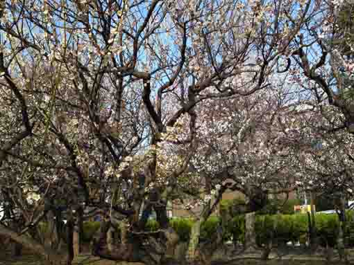 Ukita Higashi Koen Park in Edogawaku