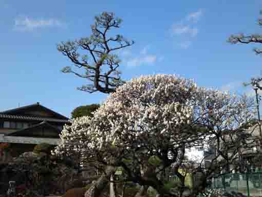 white ume blossoms in Hongyoin