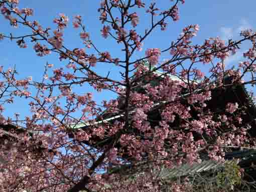 桜と法華経寺仁王門