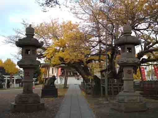 the big gingko in Toyouke Jinja in Urayasu