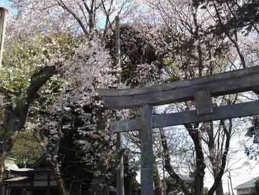 cherry blossoms in Wakamiya Hachimangu