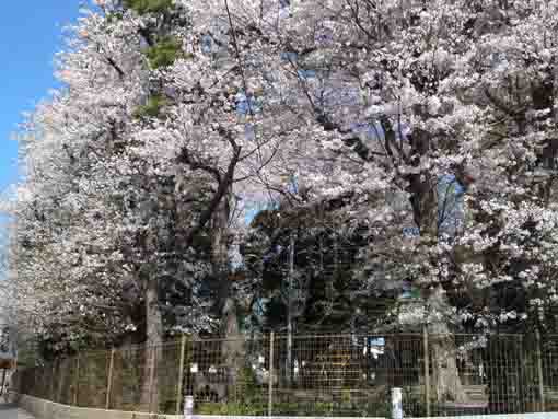 cherry blossoms like a white wall