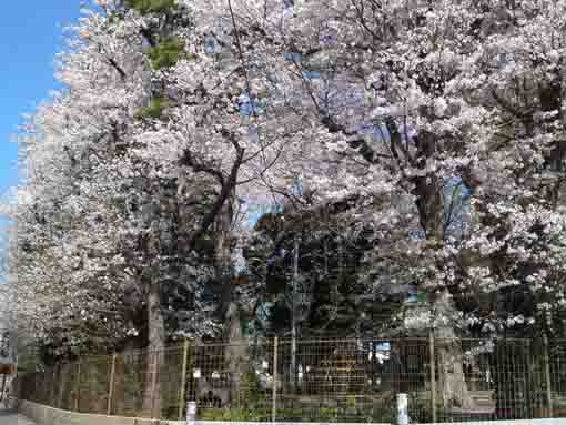 Wakamiya Hachimangu Shrine