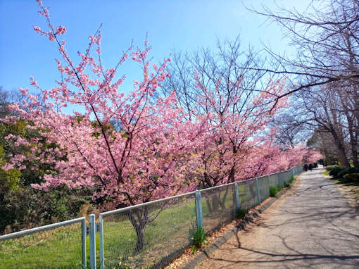 令和６年新浜野鳥の楽園満開の河津桜１