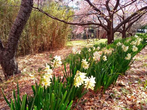 令和６年新浜野鳥の楽園満開の河津桜２