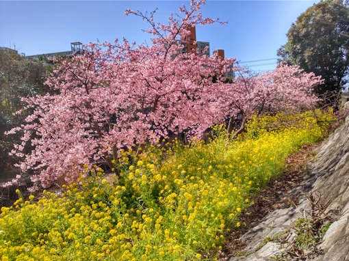 令和６年新浜野鳥の楽園満開の河津桜３