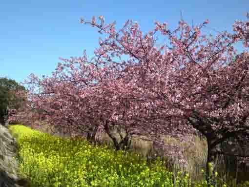 Kasazu Sakuras along a river in Niihama