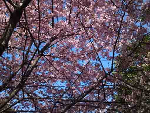 Kawazu Sakuras on the path of Niihama