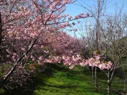 Kawazu Sakuras on the bank of Niihama 1