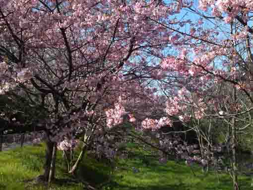 Kawazu Sakuras on the bank of Niihama 2