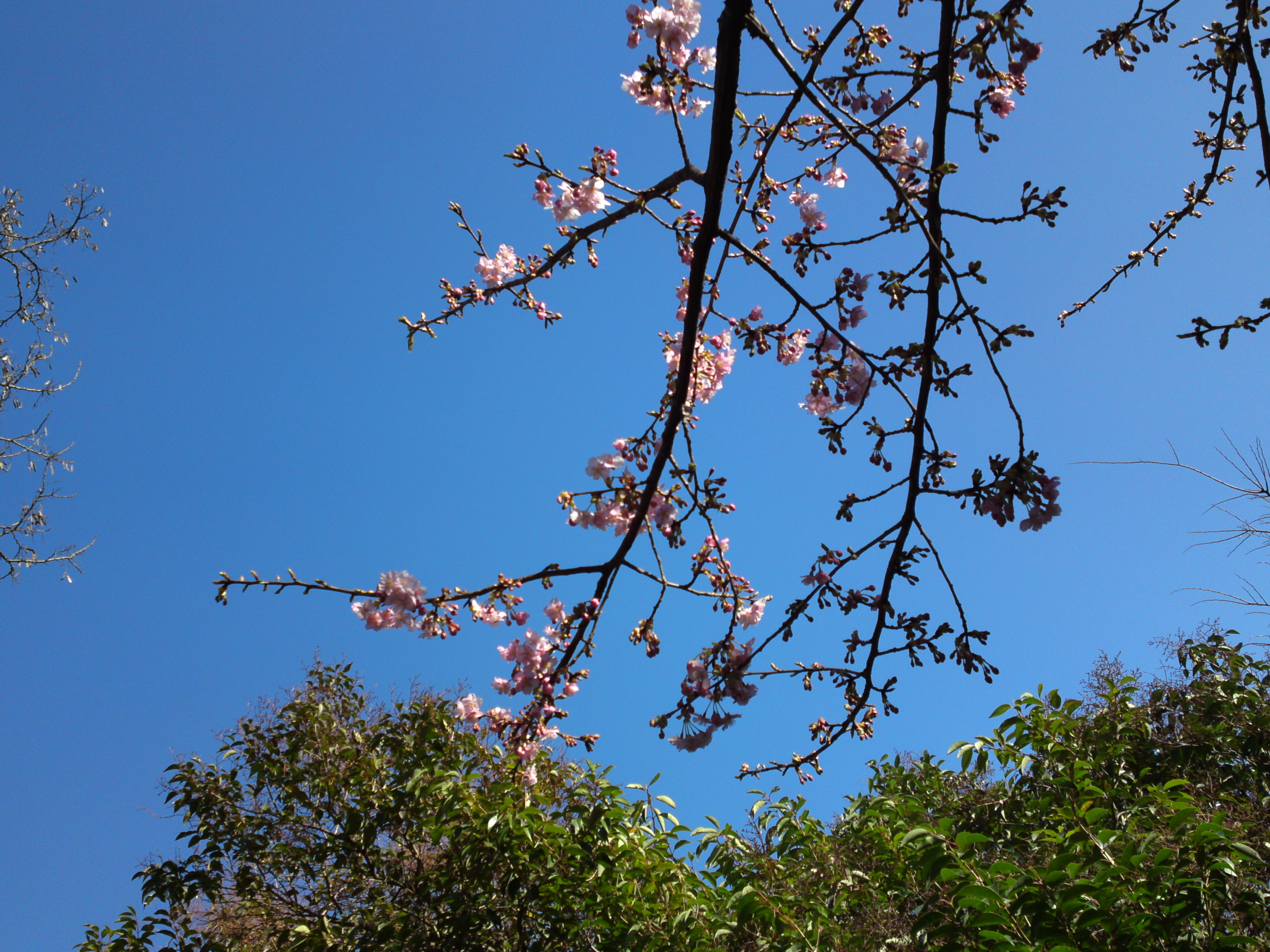 2017年河津桜咲く新浜野鳥の楽園の風景１