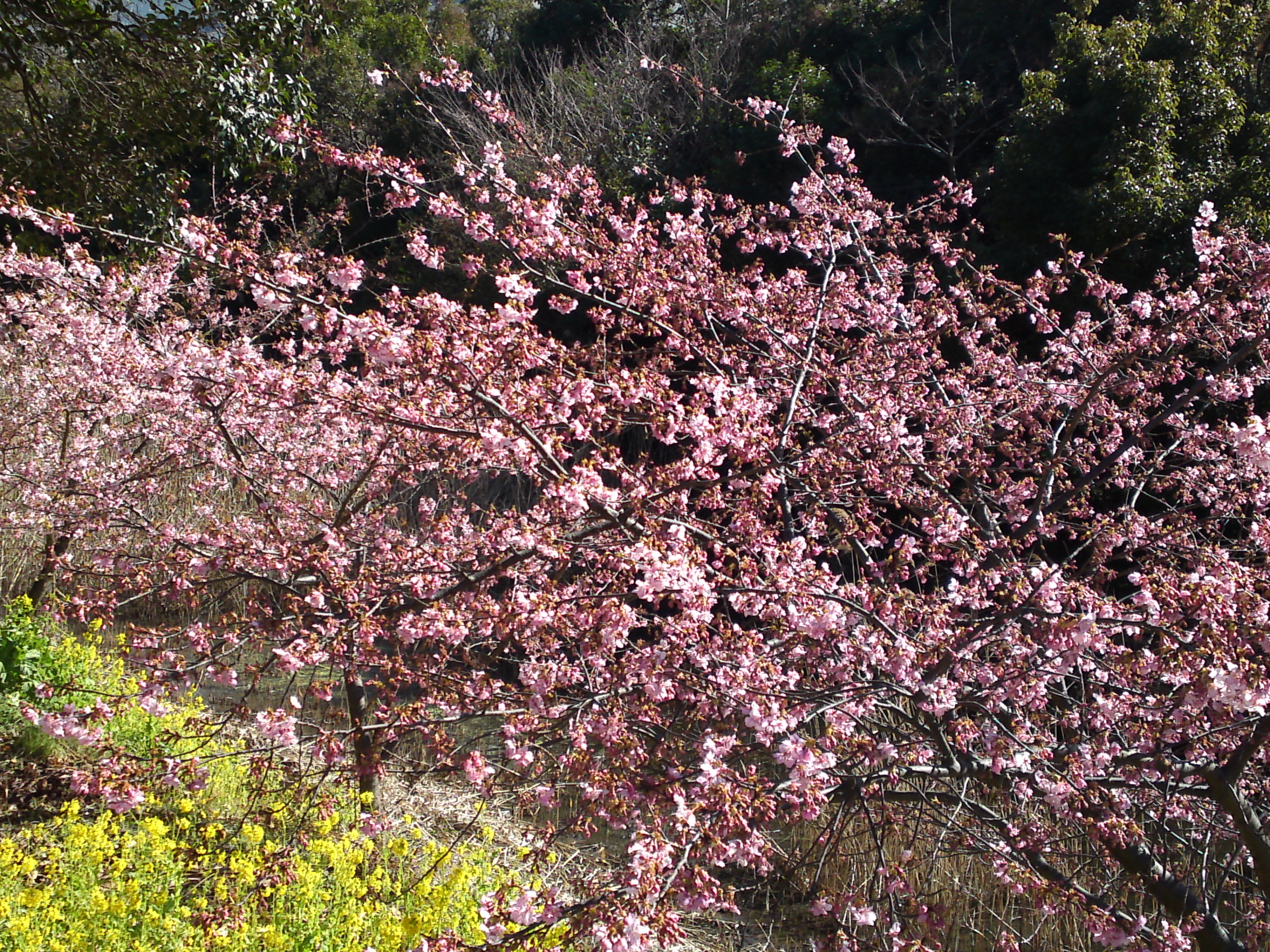 2017年河津桜咲く新浜野鳥の楽園の風景１０
