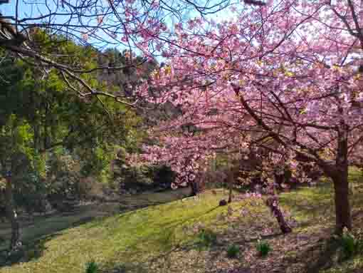 行徳野鳥の楽園の河津桜