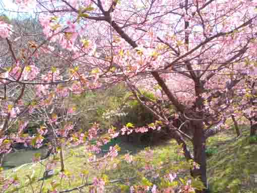 野鳥の楽園鴨場近くの河津桜