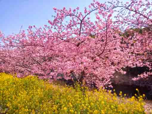 行徳野鳥の楽園菜の花と河津桜