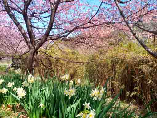 行徳野鳥の楽園スイセンと河津桜