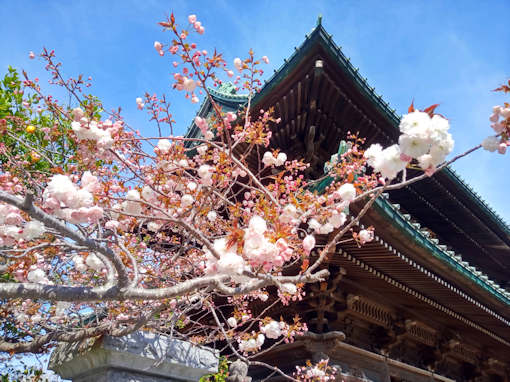 令和６年船堀スポーツ公園八重桜開花