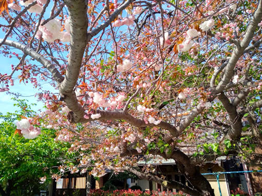 令和６年古川親水公園牡丹桜開花