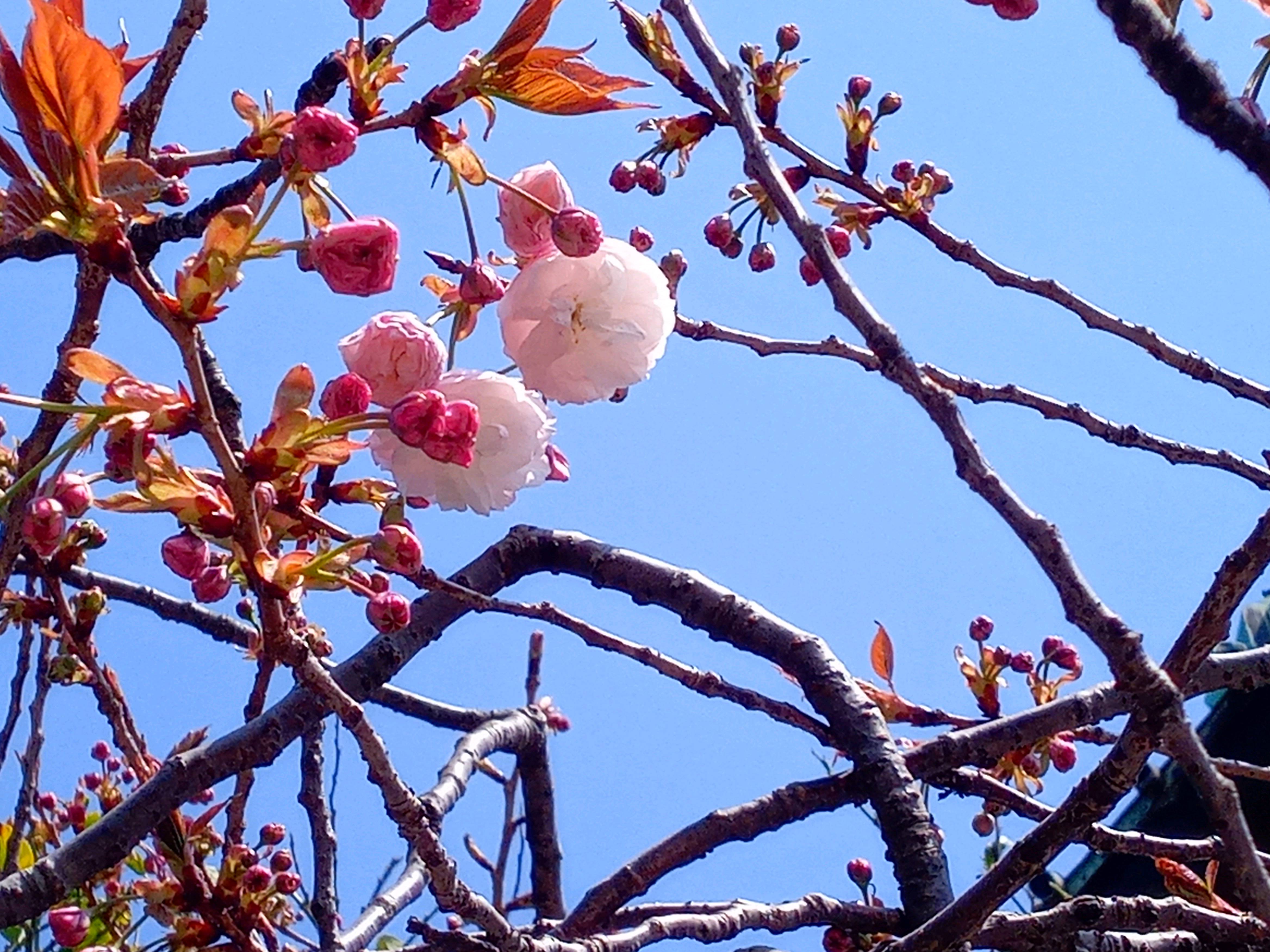 令和５年智泉院で開花した牡丹桜