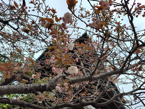 令和８年郭沫若記念公園に咲くシバザク２