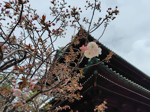 令和８年郭沫若記念公園に咲くシバザクラ１