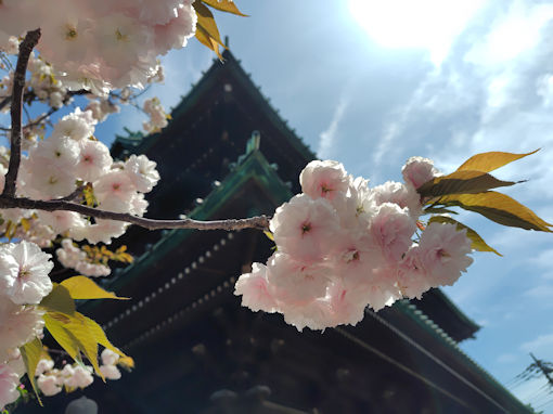 令和８年智泉院に咲く満開の牡丹桜１