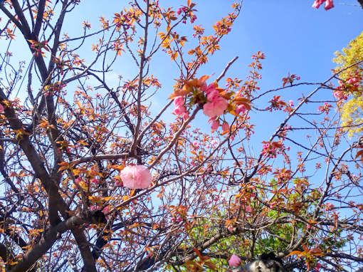 令和６年船堀スポーツ公園八重桜開花