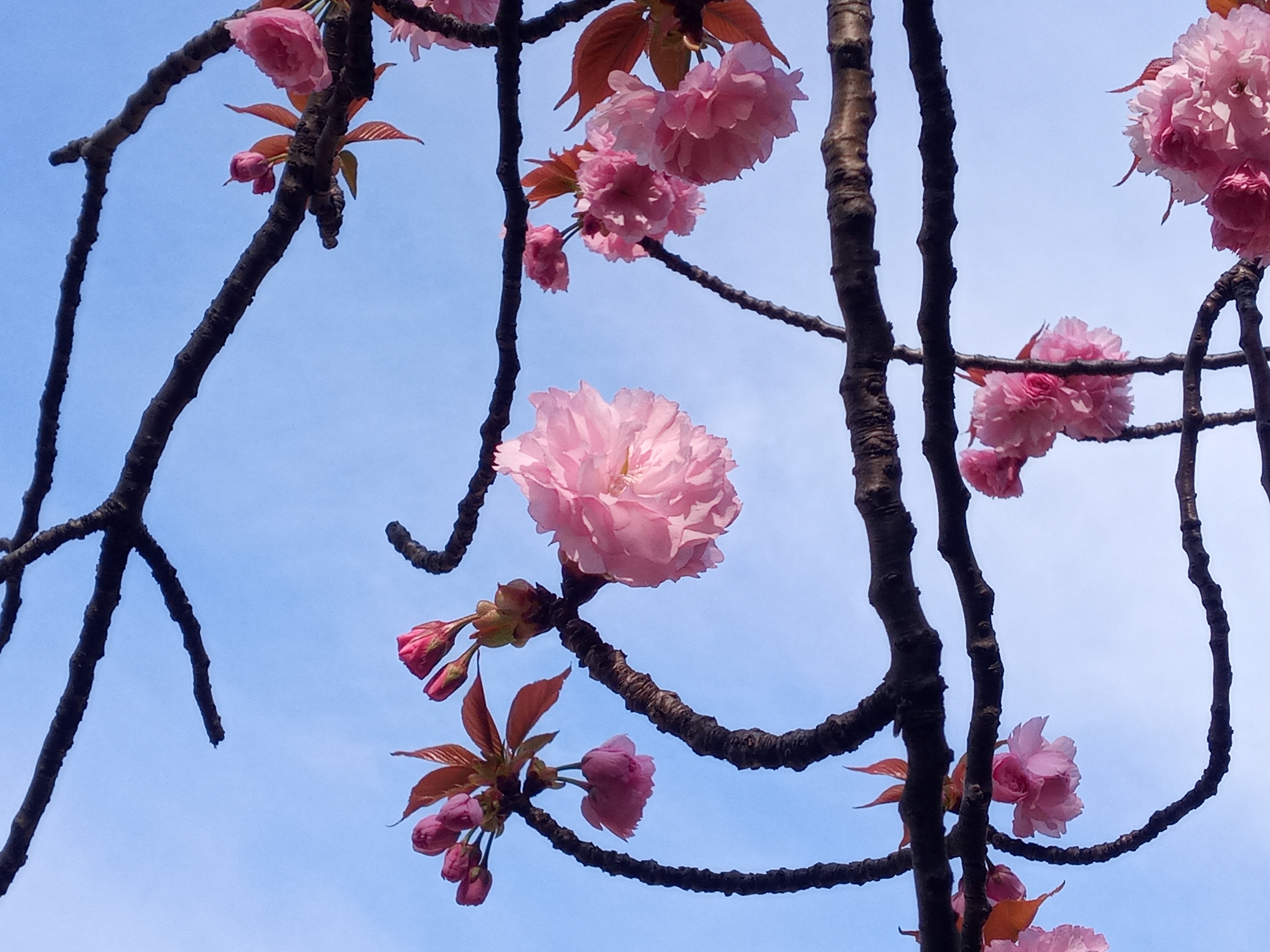 令和５年船堀スポーツ広場で開花した八重桜