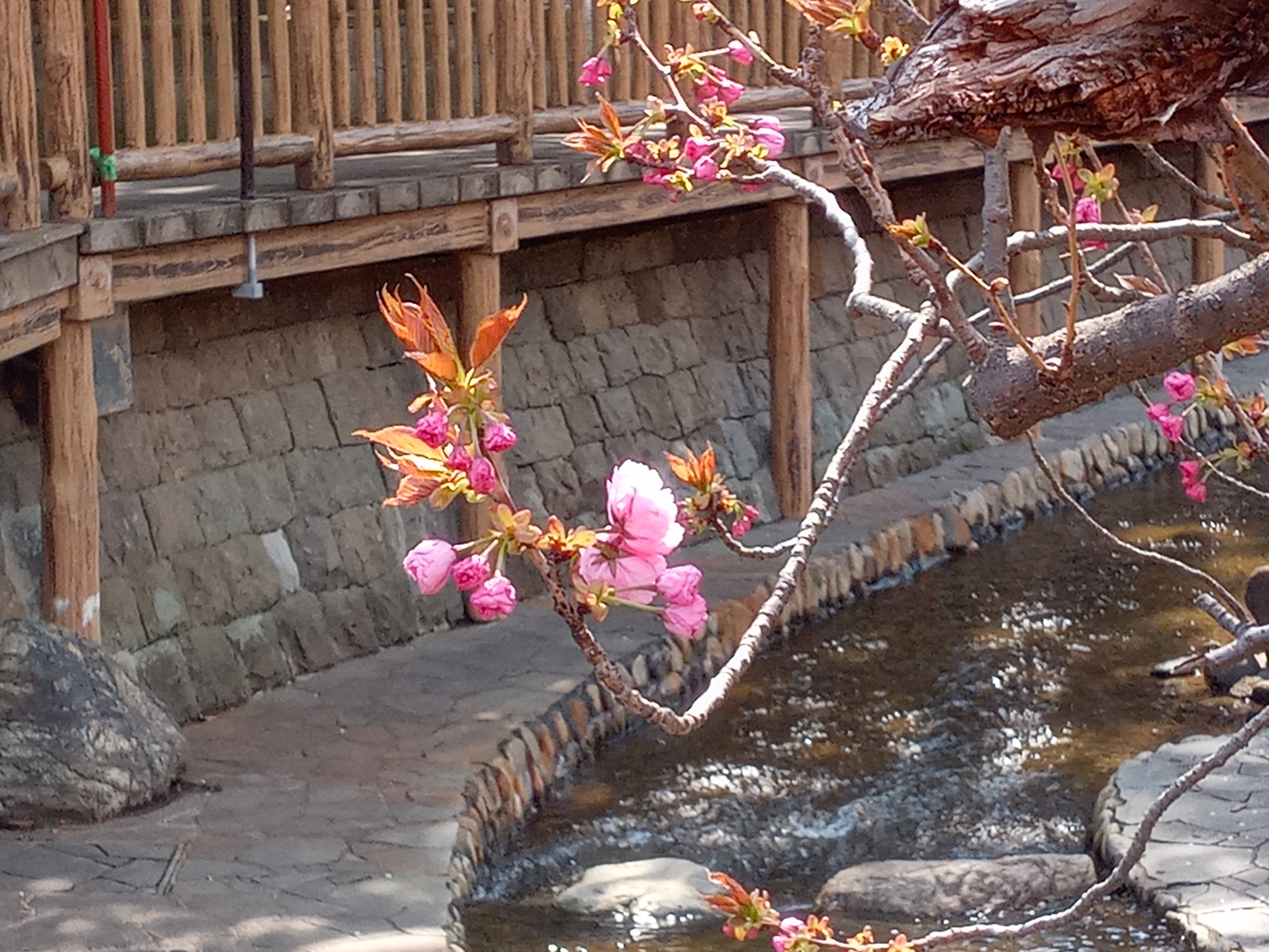 令和５年古川親水公園で開花した八重桜１