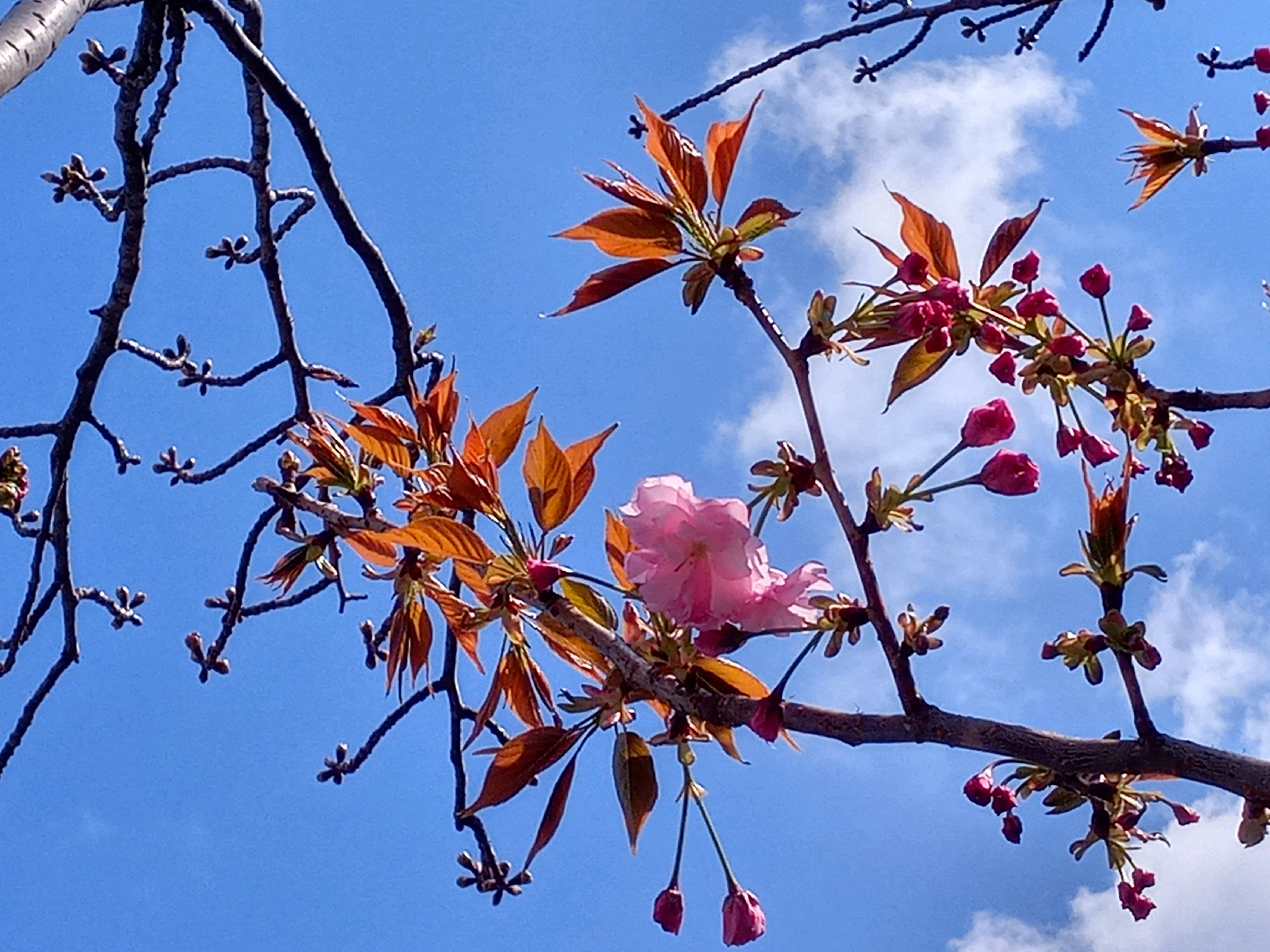 令和５年古川親水公園で開花した八重桜２