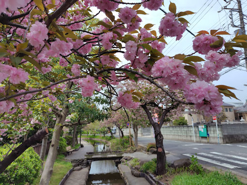 令和８年古川親水公園に咲く満開の牡丹桜１