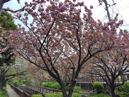 令和８年古川親水公園に咲く満開の牡丹桜２