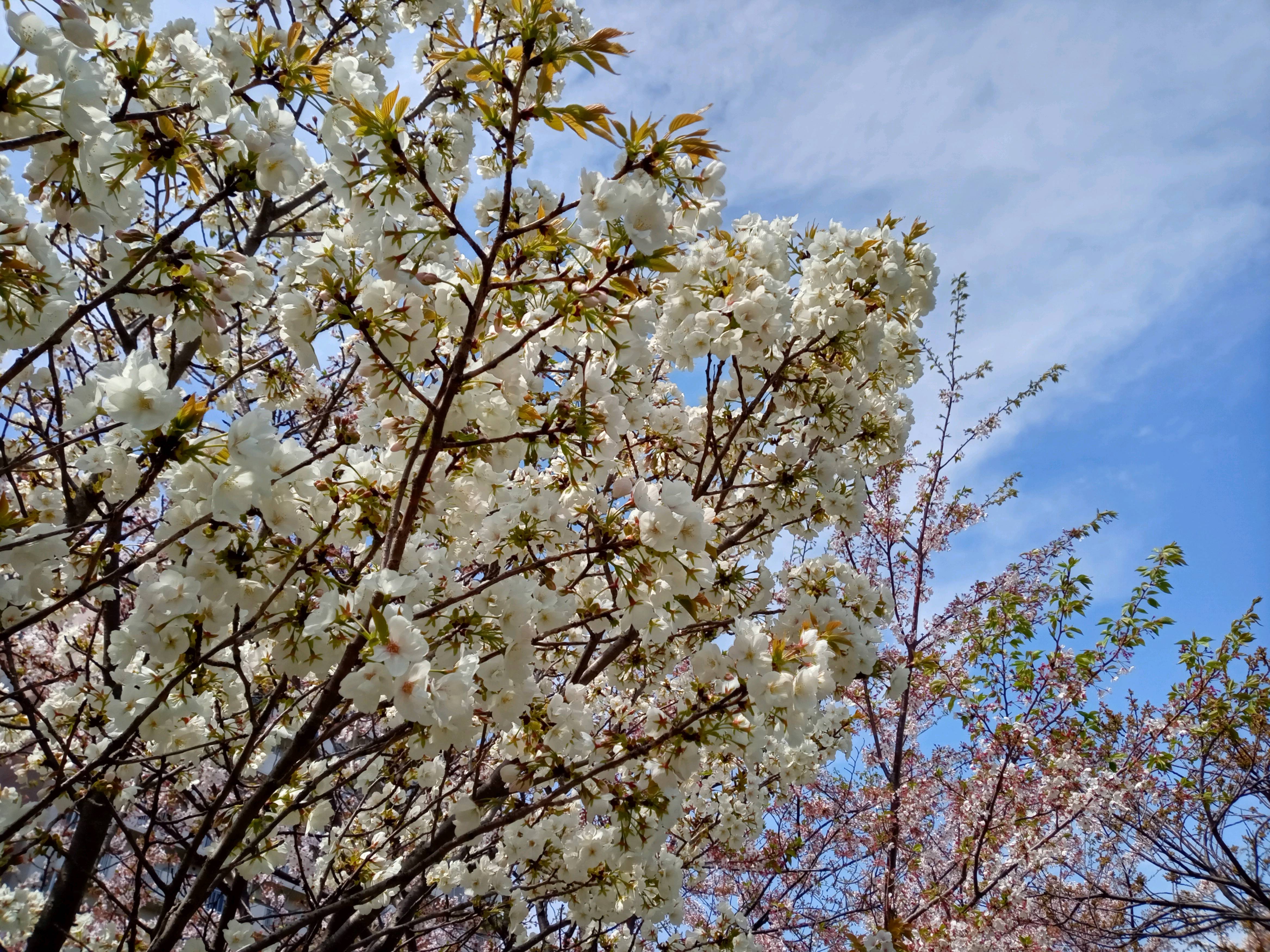 令和５年荒川土手で開花した白い桜