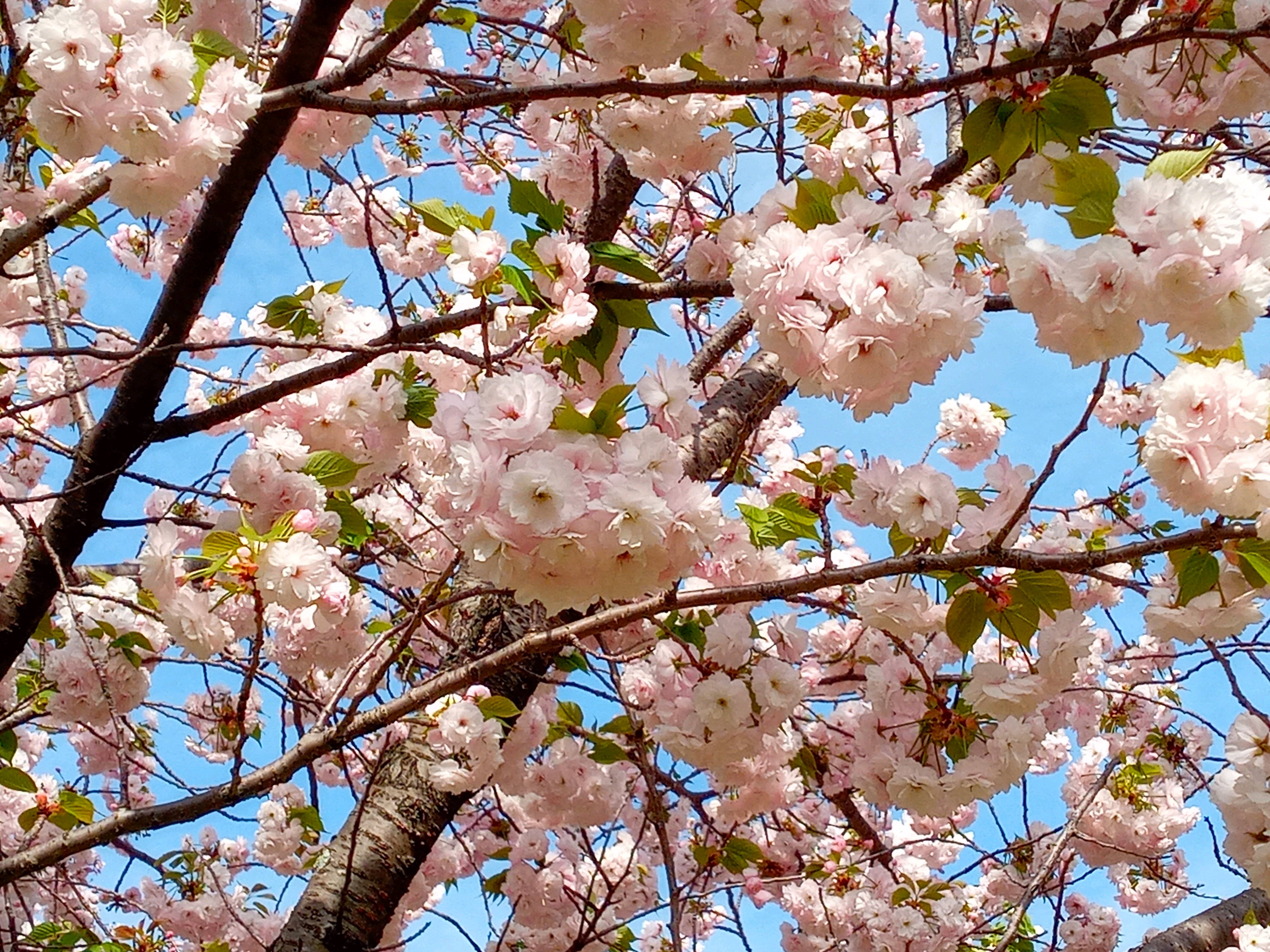 令和５年荒川土手で開花した牡丹桜