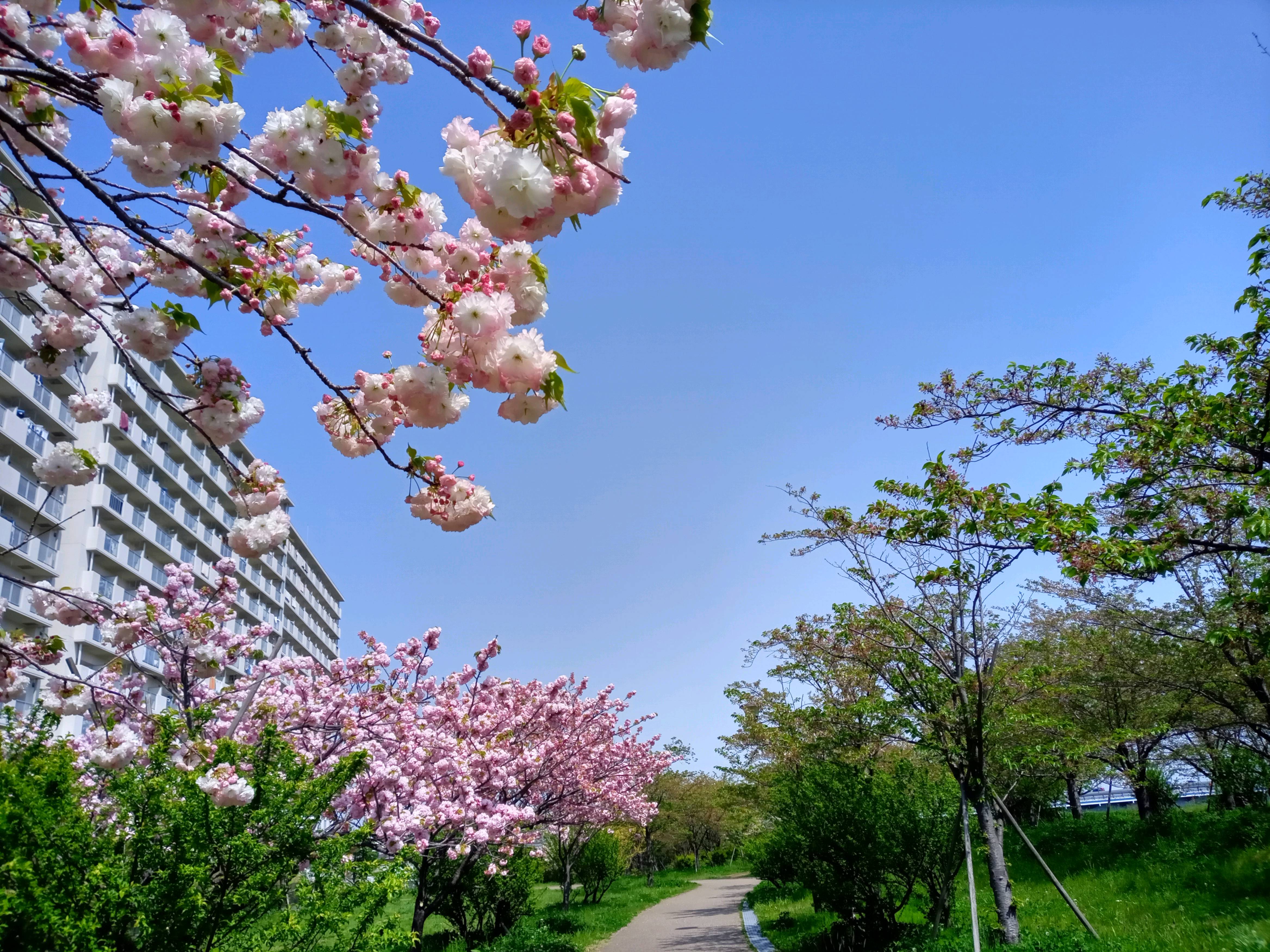 令和５年小松川千本桜の八重桜の並木道