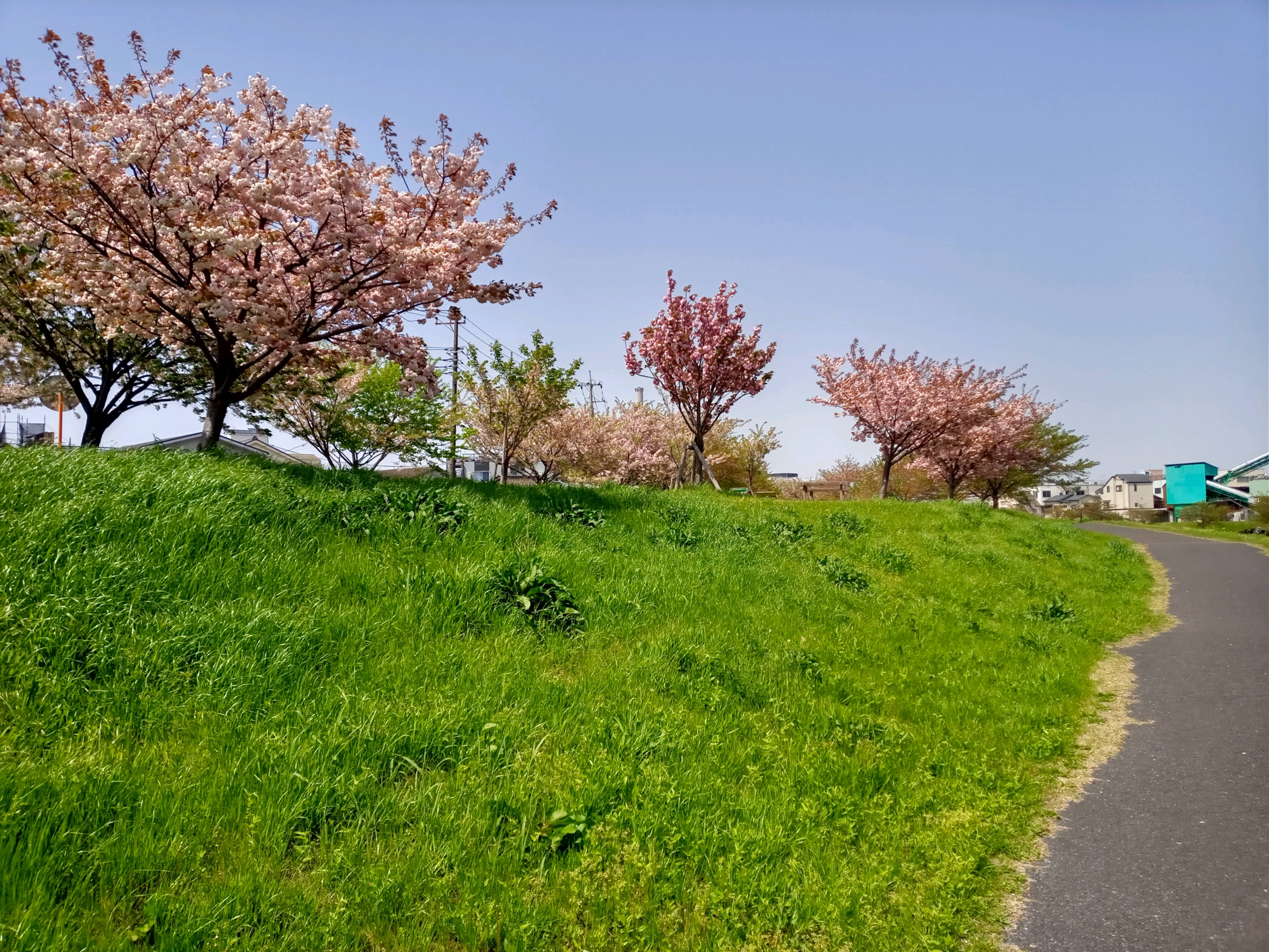 令和５年旧中川河川敷八重桜の並木道