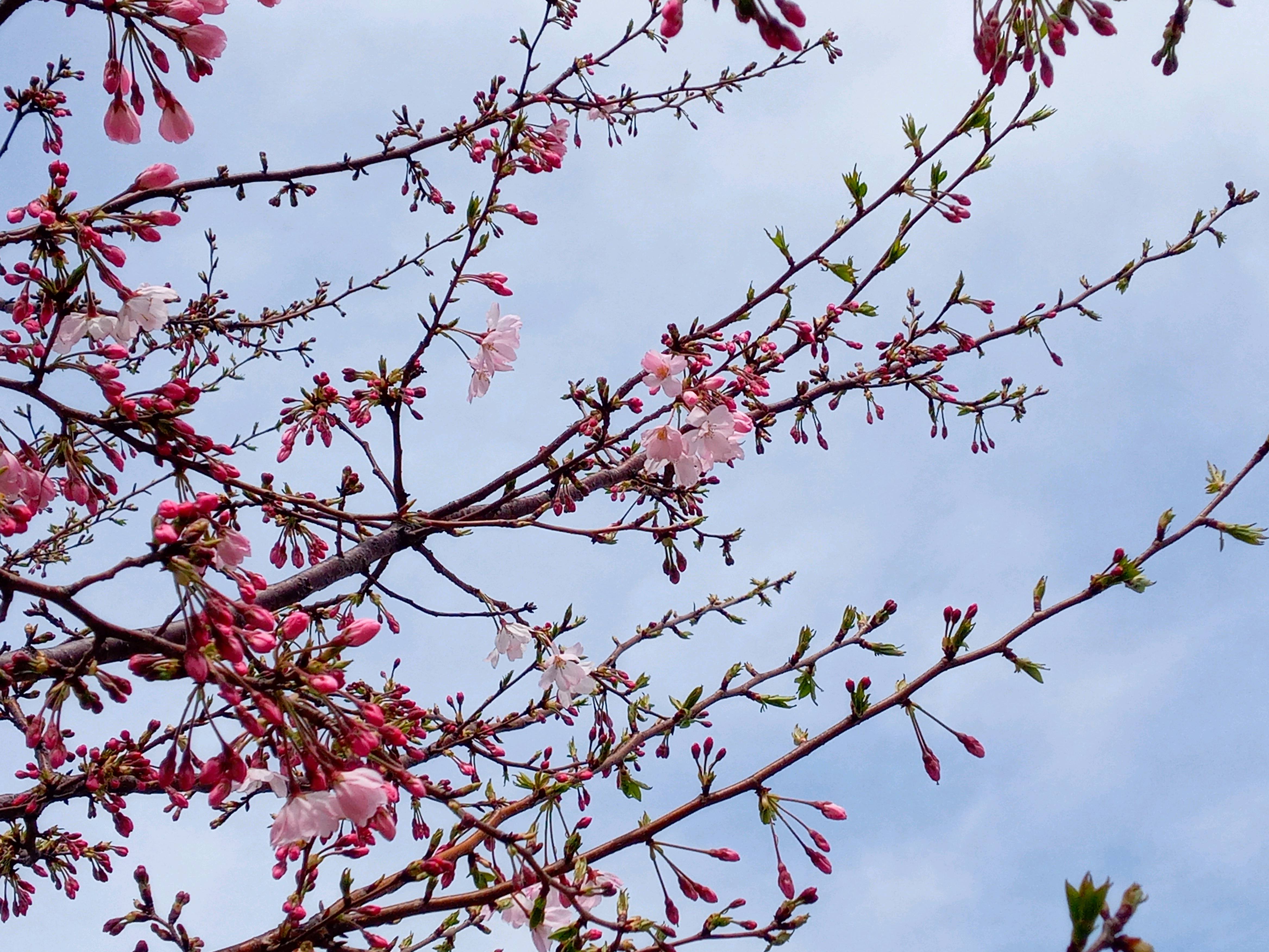 令和５年旧中川沿岸に咲く思川という名の桜１