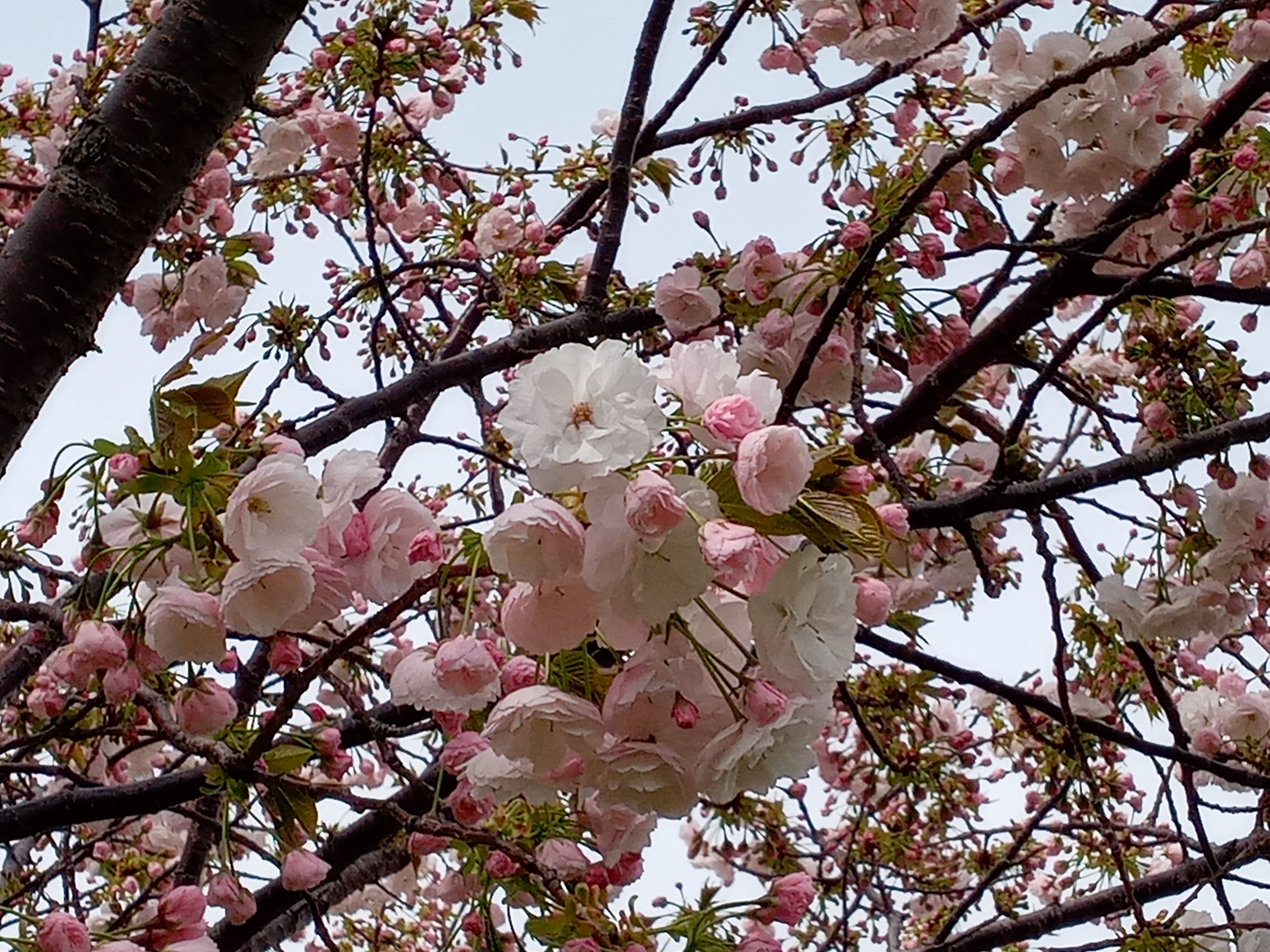 令和５年旧利根川沿岸で開花した八重桜２