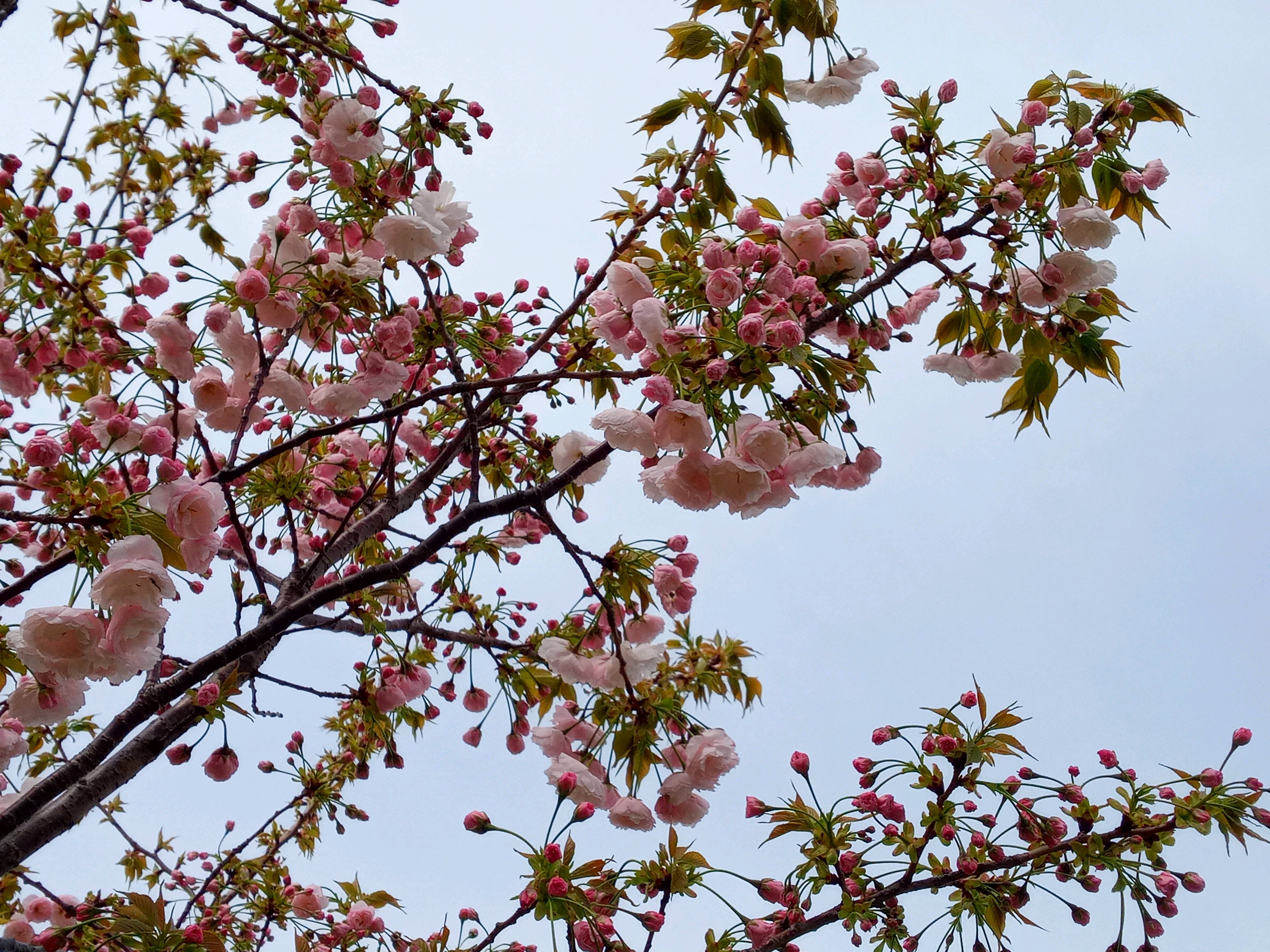 令和５年旧利根川沿岸で開花した八重桜１