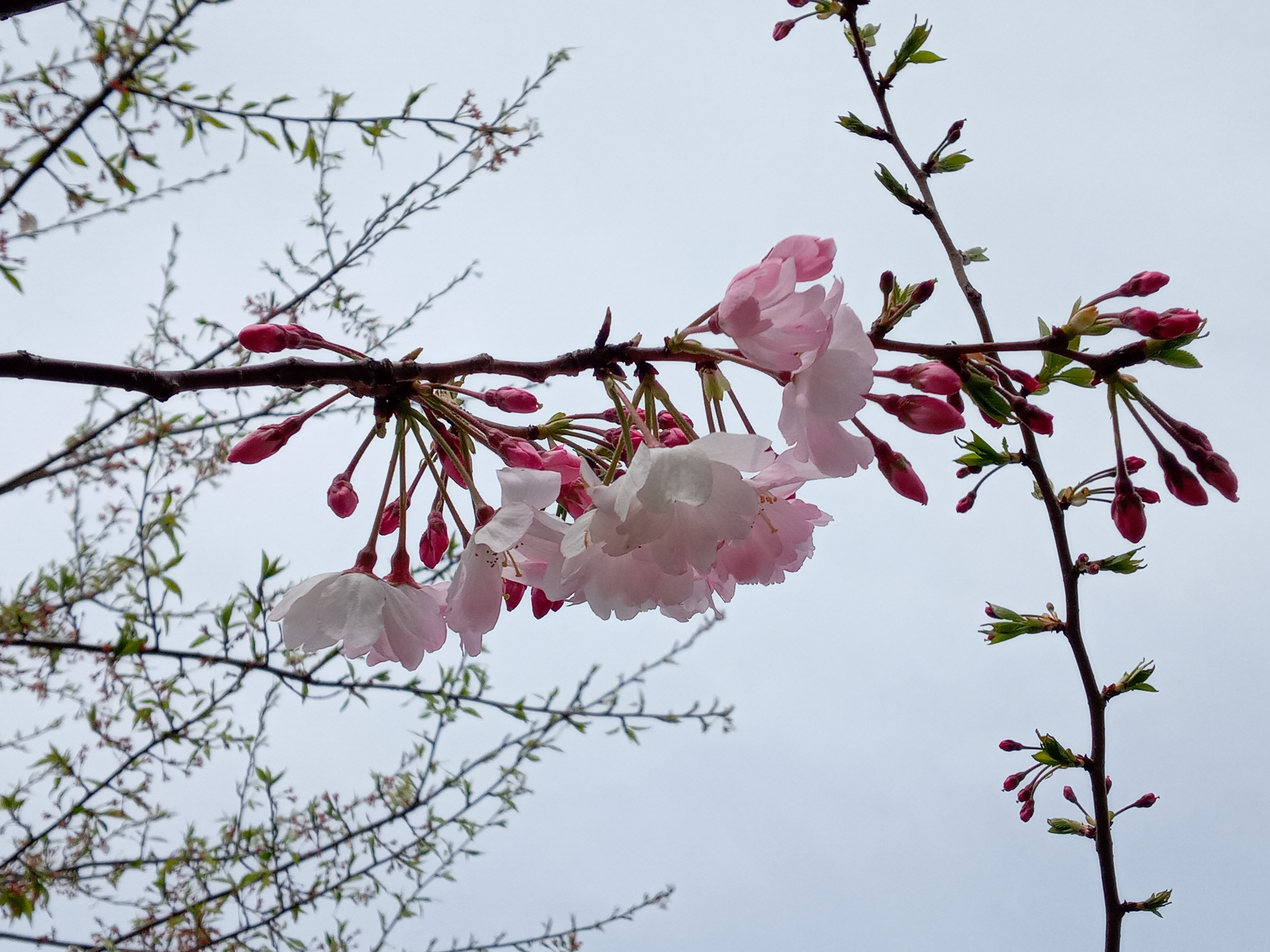 令和５年旧中川沿岸に咲く思川という名の桜２