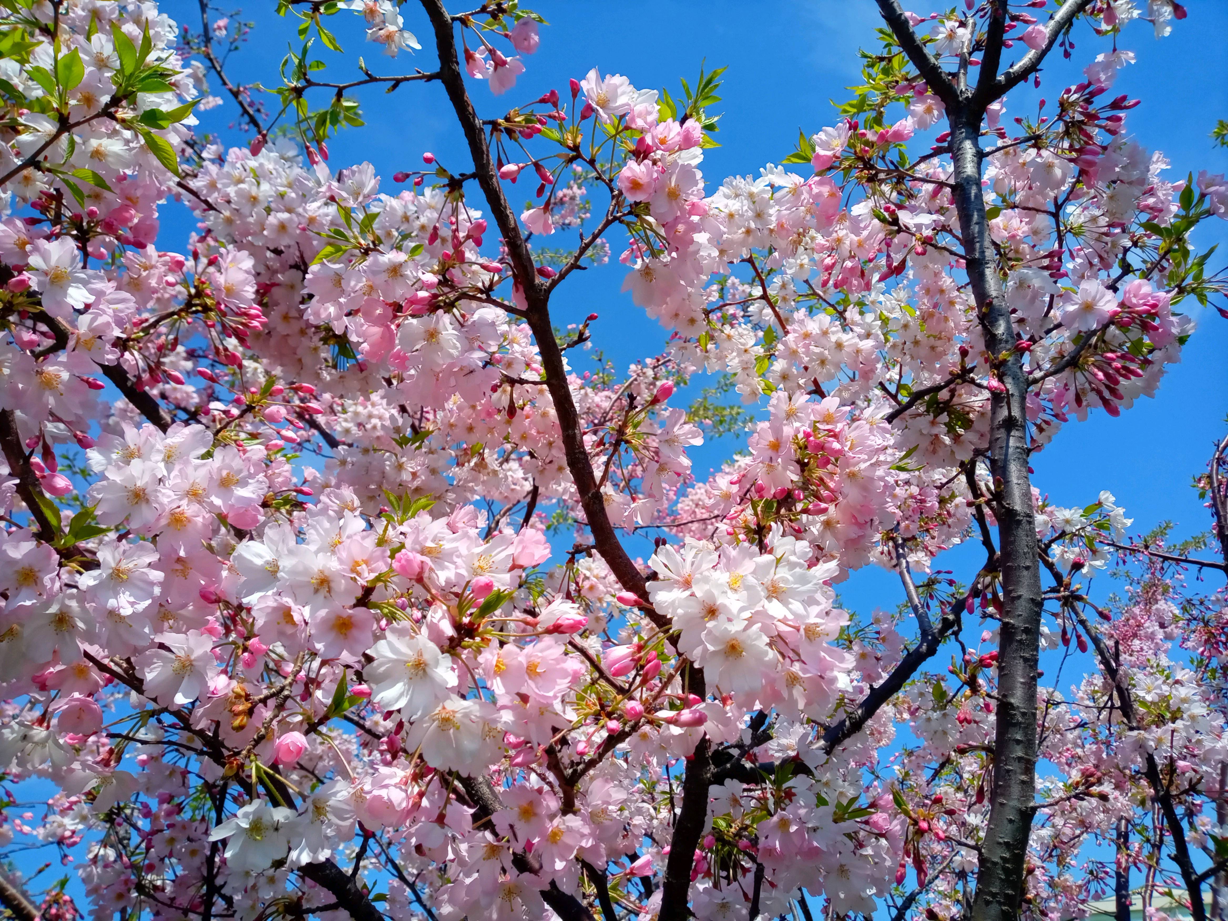 令和５年旧中川河川敷で開花した思川桜