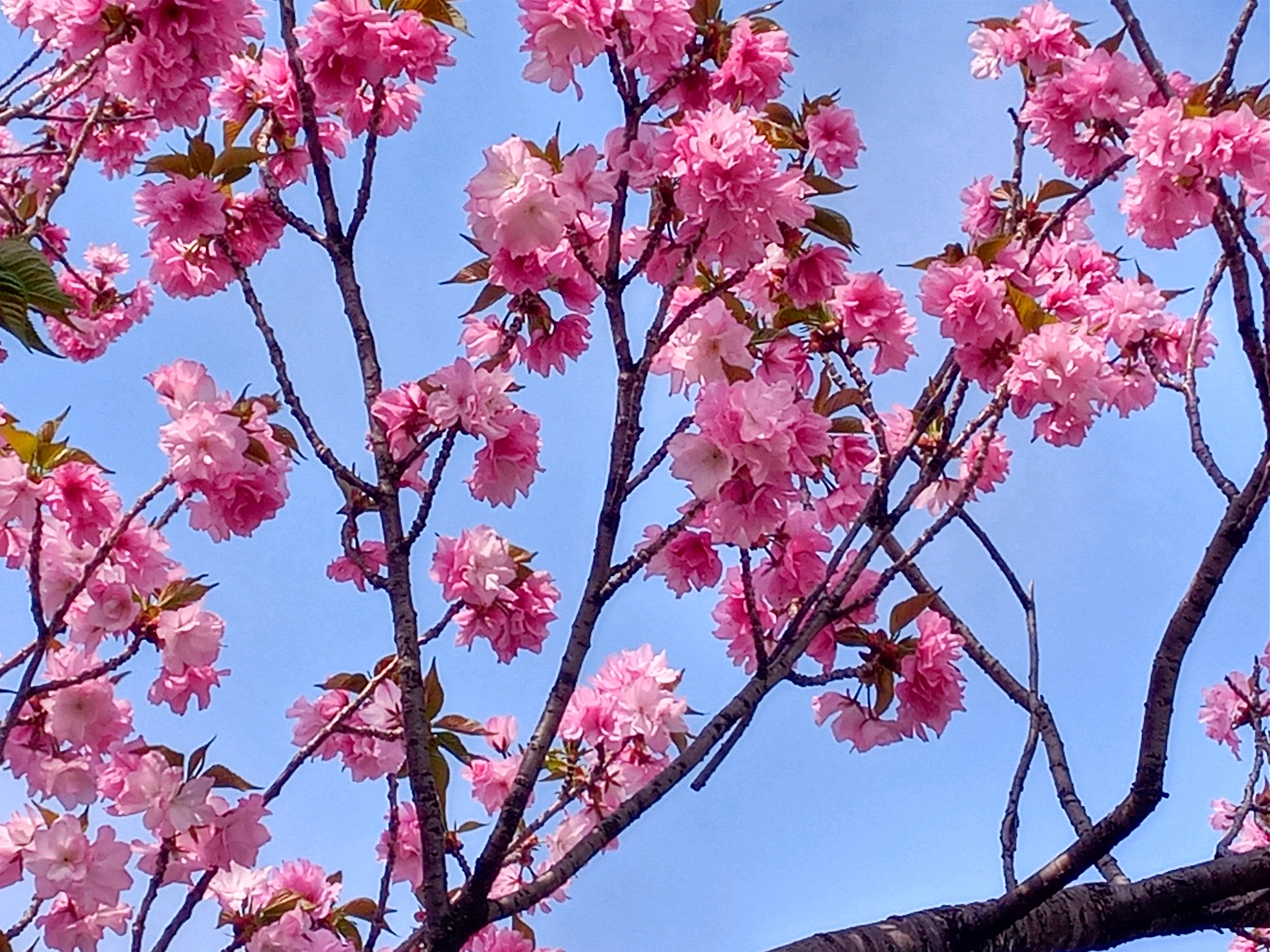 令和５年新川で開花した八重桜