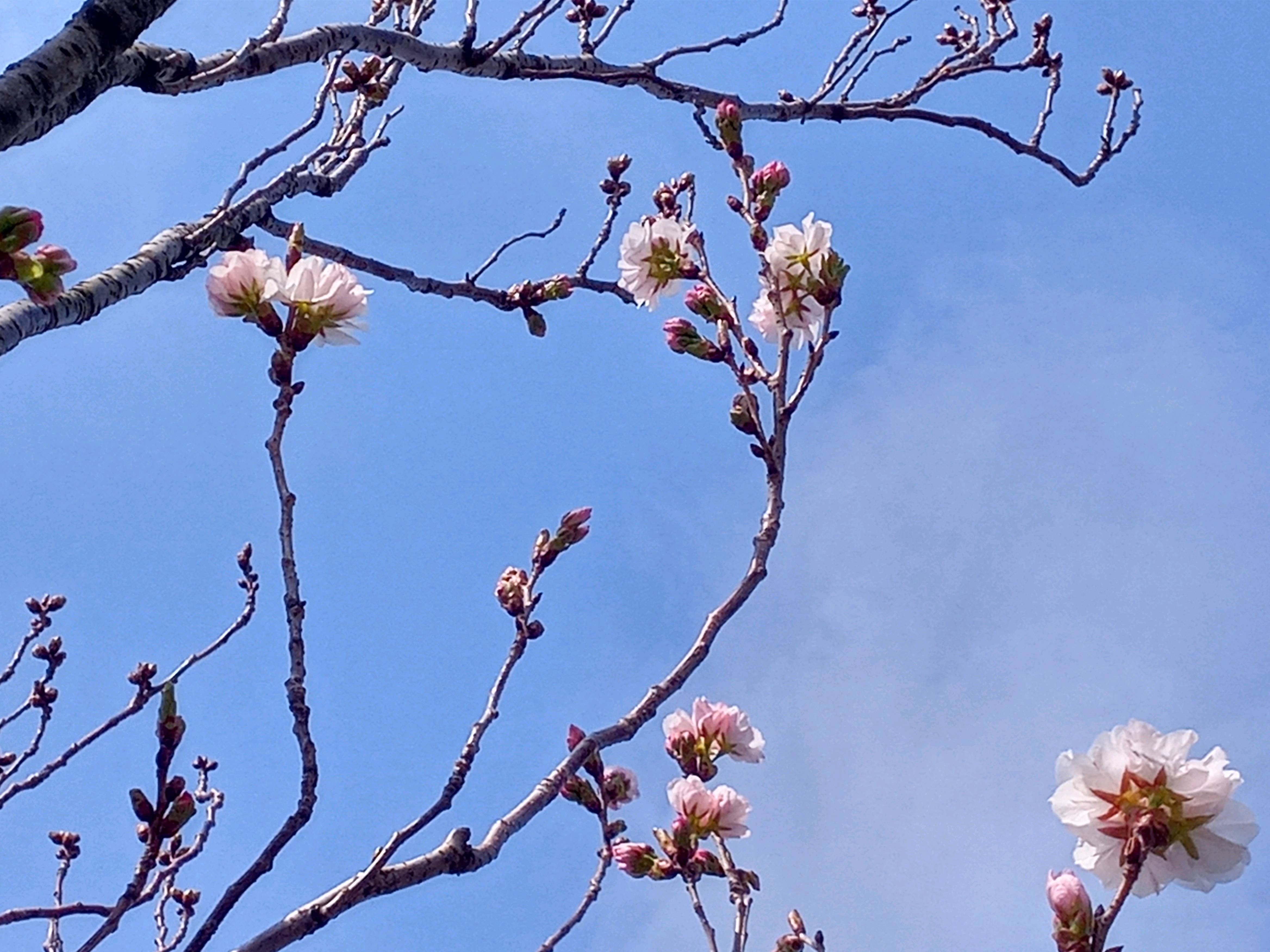 令和５年新川で開花した天の川桜