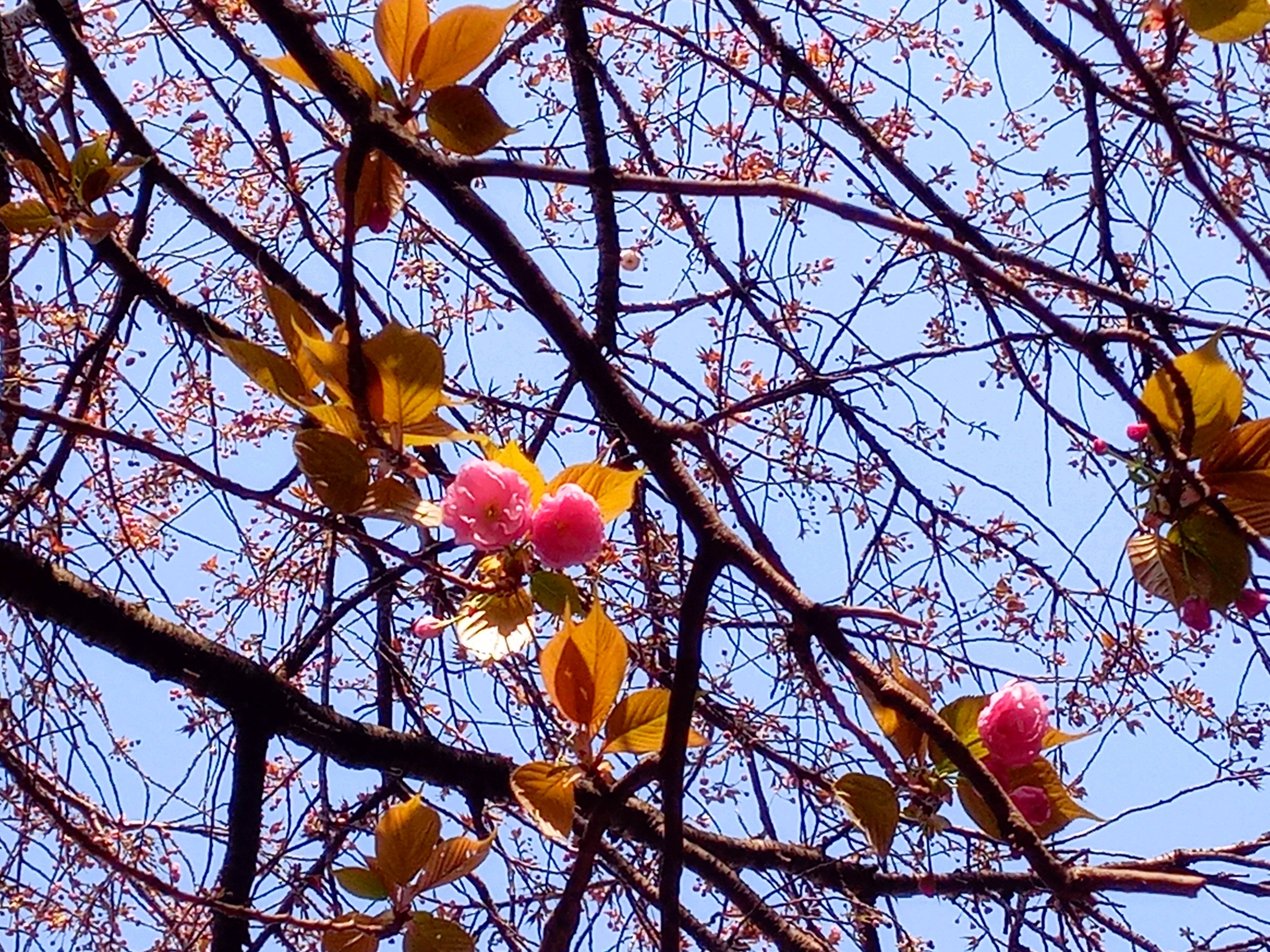 令和５年唱行寺で開花した八重桜