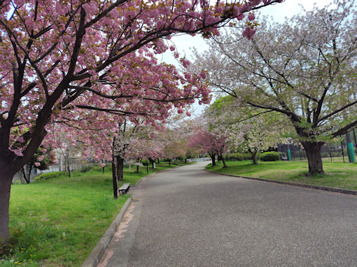 令和８年宇喜田公園に咲く満開の八重桜１