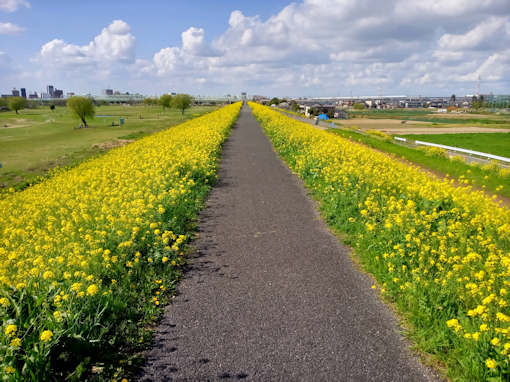 令和６年矢切の渡し公園の菜の花１