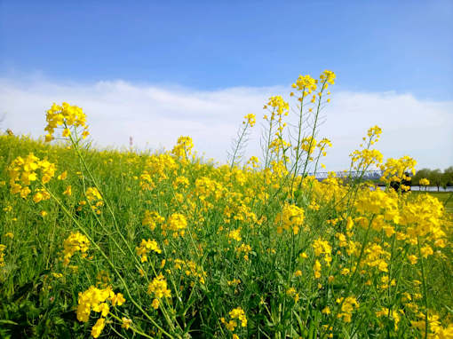 令和６年矢切の渡し公園の菜の花３