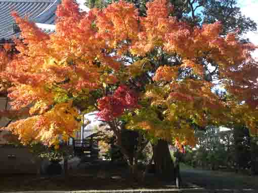 beautiful leaves in Daiunji
