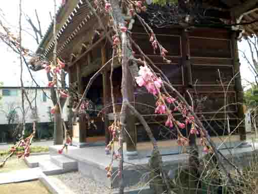 shidare sakura and the gate in Yakushadere