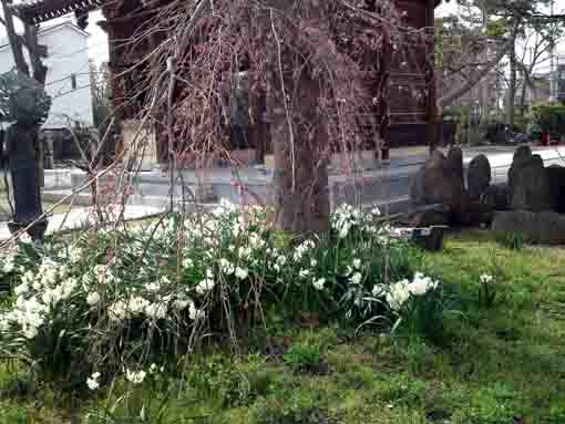 white narcissuses before the gate 